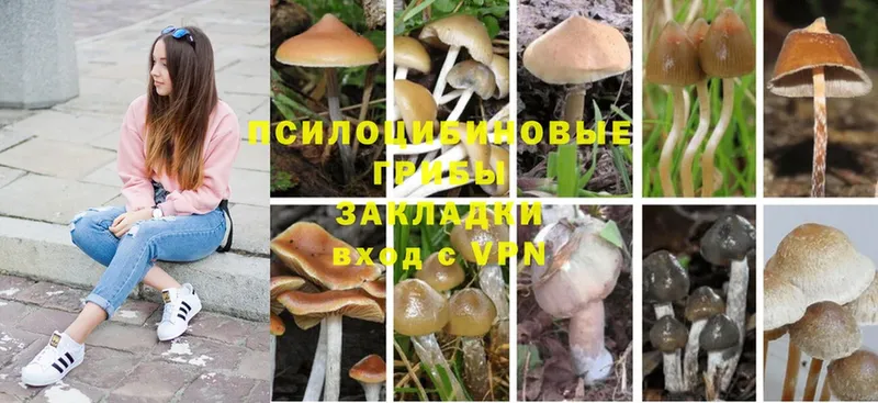 цены   Лодейное Поле  Галлюциногенные грибы Cubensis 